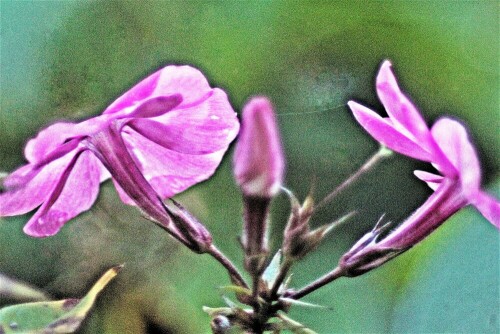 hoher-stauden-phlox-phlox-paniculatum-l-21738.jpeg