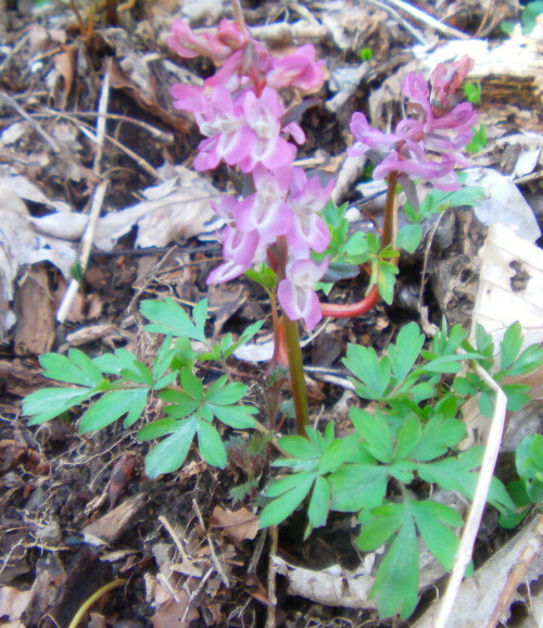 hohler-lerchensporn-corydalis--11593.jpeg