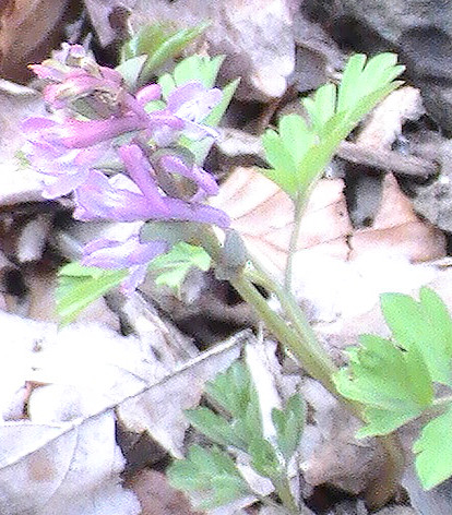 Jede Population des hohlen Lerchensporns entwickelt etwa zu gleichen Anteilen weiße oder purpur- bis violettfarbene Blüten.
http://de.wikipedia.org/wiki/Hohler_Lerchensporn

Aufnameort: Eiershausen Hirschbergwald
Kamera: Medion Digitaler Full-HD-Camcorder mit Touchscreen Medion Life