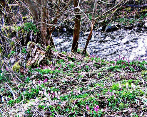 Der Hohle Lerchensporn gehört zur Familie der Mohngewächse(Papaveraceae).
Üblicherweise erfolgt seine Blütezeit von etwa März bis April.
https://de.wikipedia.org/wiki/Hohler_Lerchensporn

Aufnameort: Westufer der Dietzhölze
Kamera: Medion Camcorder