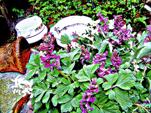 Der Hohle Lerchensporn gehört zur Familie der Mohngewächse(Papaveraceae).
https://de.wikipedia.org/wiki/Hohler_Lerchensporn

Aufnameort: Eiershausen Garten
Kamera: Medion Camcorder