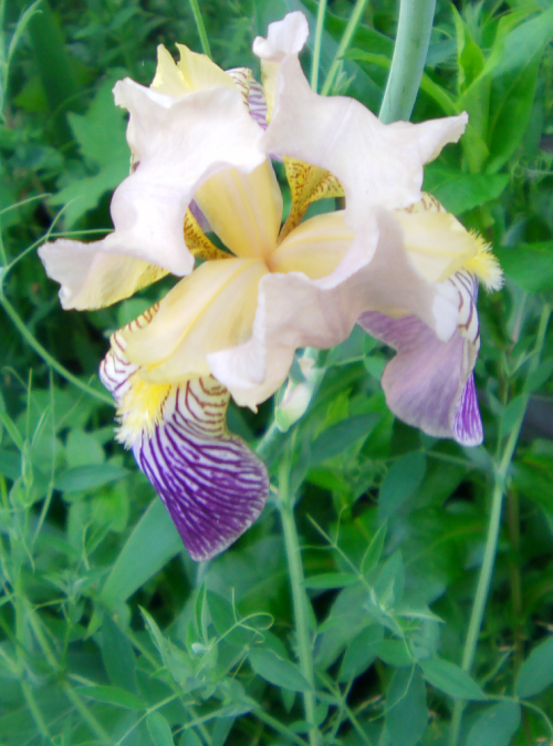 holunder-schwertlilie-iris-sambucina-l-10697.png