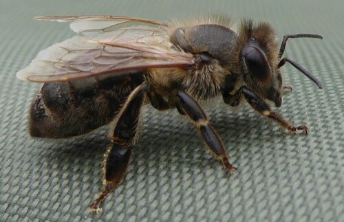 Besuch auf der Terrasse

Aufnameort: Bad Kösen
Kamera: Lumix TZ 61