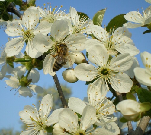 Honigbiene beim Nektarsammeln auf Kirschblüte

Aufnameort: Deutsch Evern
Kamera: Pentax Optio V10