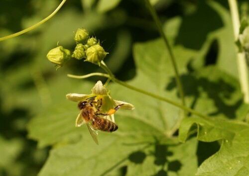 Honigbiene die ausnahmsweise sowohl Pollen als auch Nektar sammelt

Aufnameort: Lüneburg
Kamera: Sony Alpha 57