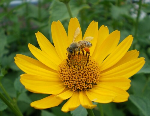 Honigbiene sammelt Pollen auf Staudensonnenblume

Aufnameort: Deutsch Evern
Kamera: Pentax Optio V10