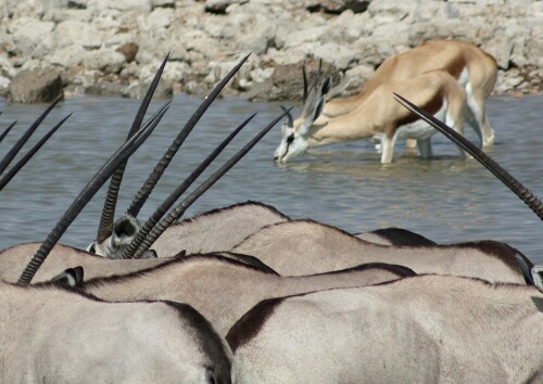 An einem Wasserloch im Etosha-Nationalpark - Namibia


Kamera: Canon 450D