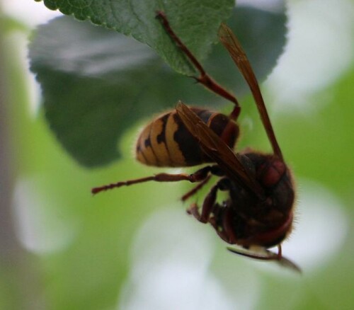 Hornissen gehören zu den Faltenwespen
Die Hornisse hier hatte im Flug eine Fliege erjagt und frisst sie - nun fast akrobatisch -  nur an einem Bein  am Blatt eines Pflaumenbaumes kopfunter hängend.
https://de.wikipedia.org/wiki/Hornisse

Videoclips zu jenerArt:
https://www.youtube.com/watch?v=ykZUeFEnoCE
https://www.youtube.com/watch?v=ZYmwk7uA6_g
https://www.youtube.com/watch?v=zlPlmGErMTw
u. a.

Aufnameort: Eiershausen Garten
Kamera: Canon EOS 700D