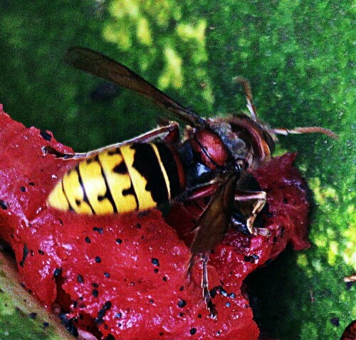 Die Hornisse ist in Mitteleuropa die größte vorkommende Art innerhalb der Faltenwespen.
Hornissen können Färbungs- und Zeichnungsvarianten aufweisen, die inzwischen aber keine taxonomische Bedeutung mehr besitzen.
https://de.wikipedia.org/wiki/Hornisse

Aufnameort: Eiershausen Garten
Kamera: Canon EOS 1300D