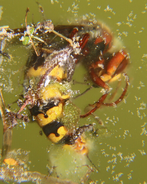 Hornissen gehören zu den soziallebenden Faltenwespen(Vespidae).
Hornissen können je Gebiet Färbungsvarianten aufweisen.
https://de.wikipedia.org/wiki/Hornisse

Aufnameort: Eiershausen Regenwasserwanne
Kamera: Canon EOS 700D