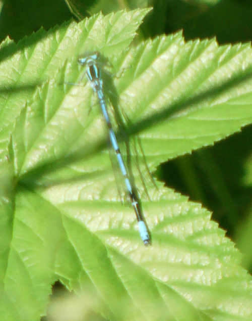 hufeisen-azurjungfer-coenagrion-puella-l-1758-1-10705.png