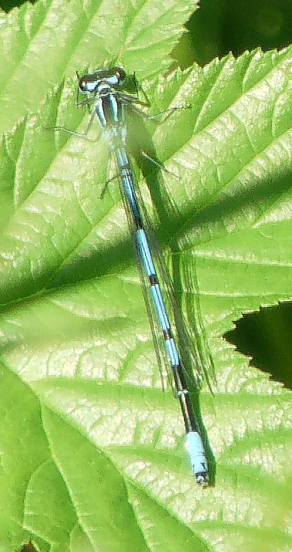 hufeisen-azurjungfer-coenagrion-puella-l-1758-11575.jpeg