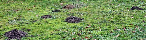 Maulwürfe graben im Untergrund und jagen dort Regenwürmer oder Insekten(deren Larven; Käfer sowie Zweiflügler).
Seltener fressen sie Wirbeltiere wie etwa Nagetiere oder Eidechsen.
(Hier in friedlicher Mission - Hügel in V-Form( fast ein Peace-Zeichen).
https://de.wikipedia.org/wiki/Europäischer_Maulwurf

Aufnameort: Eiershausen Gemeindewiese
Kamera: Canon EOS 1300D