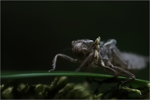 Die verlassene Hülle einer Libellenlarve.

Aufnameort: Frechen
Kamera: Canon 450 D