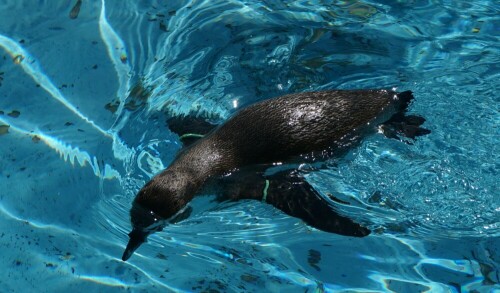 Pinguine sind flugunfähige Vögel, aber sie scheinen mit ihren Flügeln im Wasser zu fliegen.

Aufnameort: Kölner Zoo
Kamera: Sony Alpha 7/II