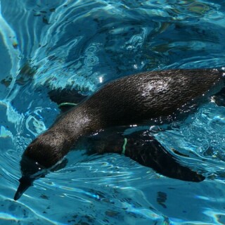 humboldt-pinguin-24101