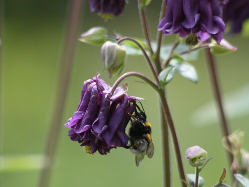 hummel-bei-der-arbeit-i-7941.jpeg