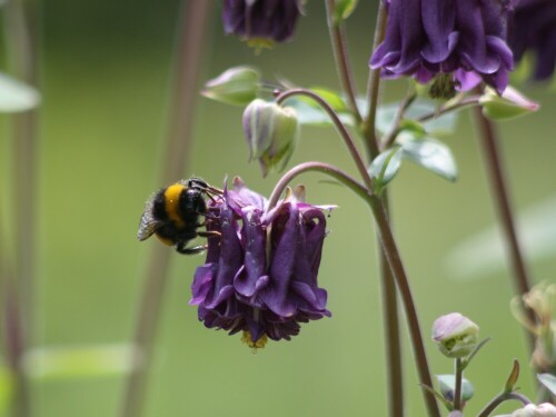 hummel-bei-der-arbeit-ii-7942.jpeg