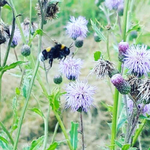 Bei uns im Garten

Aufnameort: Jülich
Kamera: Handykamera