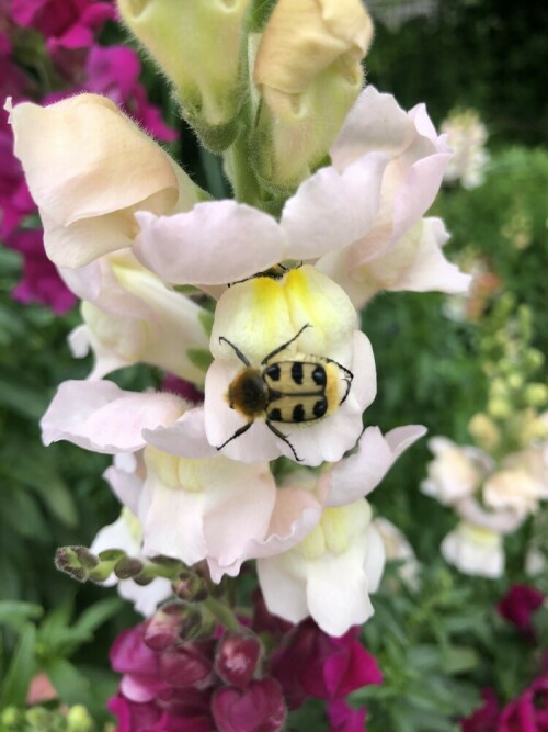 Ein Käfer versucht, eine Hummel nachzuahmen.

Aufnameort: Bochum
