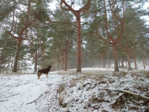 hund-vor-kiefernwald-30742.jpeg