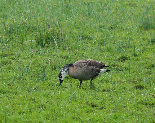 Dieser Hybrid begegnete uns am Reinheimer Teich (NSG)
im Odenwald. Das Exemplar hielt sich mit anderen Kanadagänsen
und Gösseln auf einer Viehweide auf.

Aufnameort: ReinheimerTeich/Odenwald
Kamera: Lumix FZ 48