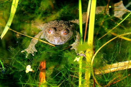 Frosch im "Wildgarten"/Furth im Wald

Aufnameort: Furth im Wald
Kamera: Canon EOS 60 D