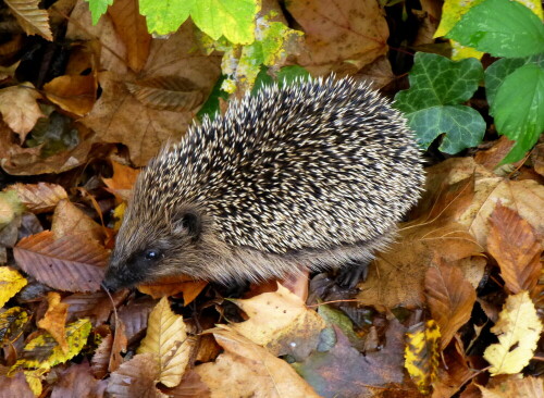 Igel, auf der Suche nach einem Winterquartier

Aufnameort: nahe Freiburg
Kamera: Panasonic