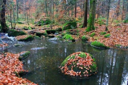 im Naturschutzgebiet "Hölle" (Höllbachtal) bei Brennberg in der Oberpfalz

Aufnameort: Brennberg
Kamera: Canon EOS 60 D