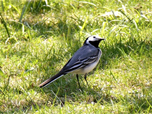 Diese hübsche Bachstelze hat sich richtig "in Pose" gestellt, so dass ich sie wunderbar fotografieren konnte. Mir gefällt immer, wie sie so ganz schnell über die Wiese flitzt und mit dem Schwanz wippt. Meine Vogeltränke nimmt sie auch gerne an und kommt immer zum Trinken.

Aufnameort: Lichtenau / Mfr.
Kamera: Panasonic Lumix TZ61