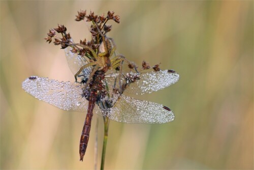 jagdspinne-mit-fetter-beute-am-11695.jpeg