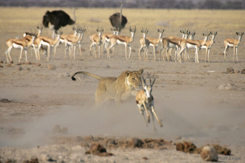 

Aufnameort: Nxai Pan - Botswana
Kamera: CANON 1D-MkII mit SIGMA 170-500mm