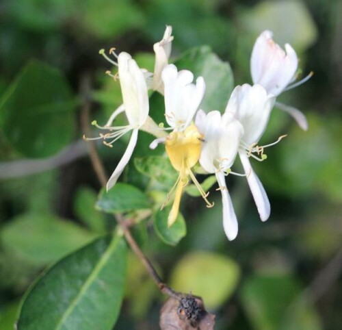 Eine Art Heckenkirsche bzw. Geißblatt, die hier wohl kultiviert worden ist.
https://de.wikipedia.org/wiki/Japanisches_Geißblatt

Aufnameort: Eiershausen Gartenzaun
Kamera: Canon EOS 700D