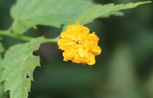 Ein gezüchteter Gartenstrauch bzw. -busch mit gelben Blüten, der zu den Rosengewächsen gehört.
https://de.wikipedia.org/wiki/Kerrie

Aufnameort: Eiershausen Garten
Kamera: Canon EOS 700D