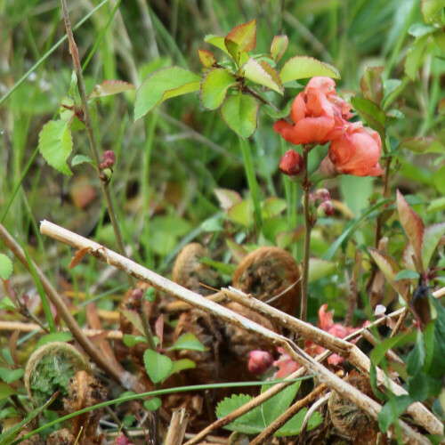 Die japanische Zierquitte gehört zur Familie der Rosengewächse(Rosaceae).
Sie wird als Zierstrauch genutzt.
https://de.wikipedia.org/wiki/Japanische_Zierquitte

Aufnameort: Eiershausen Garten
Kamera: Canon EOS 700D