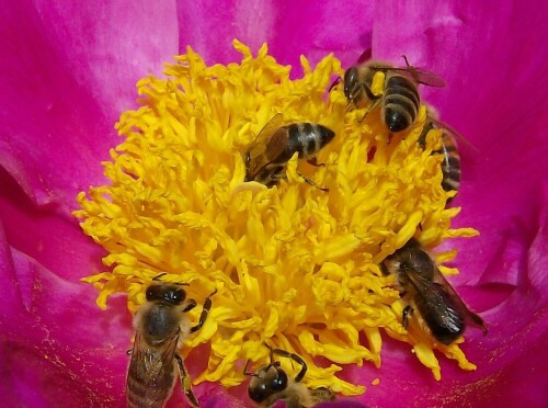 großer Andrang von Bienen in einer Blüte

Aufnameort: Stadtlohn
Kamera: AL 530 zoom Kamera