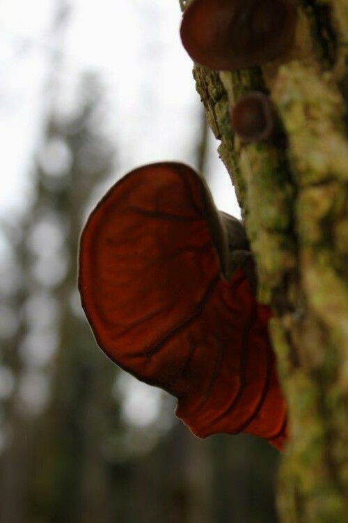 ein seltsamer Pilz - das Judasohr (auch Mu-Err genannt), wächst nach mehreren Regentagen gerne an alten, abgestorbenen Hollunderbäumen - schmackhaft, wird gerne in der asiatischen Küche verwendet.

Aufnameort: Kelheim und nähere Umgebung
Kamera: Canon EOS 60 D