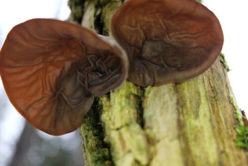 ein seltsmer Pilz - das Judasohr (auch Mu-Err genannt), wächst nach mehreren Regentagen gerne an alten, abgestorbenen Hollunderbäumen - schmackhaft, wird gerne in der asiatischen Küche verwendet.

Aufnameort: Kelheim und nähere Umgebung
Kamera: Canon EOS 60 D