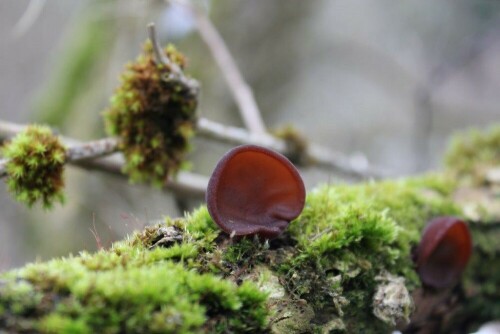 ein seltsmer Pilz - das Judasohr (auch Mu-Err genannt), wächst nach mehreren Regentagen gerne an alten, abgestorbenen Hollunderbäumen - schmackhaft, wird gerne in der asiatischen Küche verwendet.

Aufnameort: Kelheim und nähere Umgebung
Kamera: Canon EOS 60 D