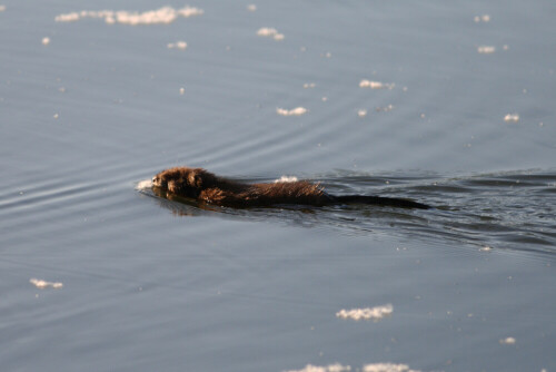 Ein Jungbiber schwimmt zurück zum Damm.

Aufnameort: Vogelinsel bei Muhr in Mittelfranken
Kamera: Canon EOS400D + Canon EF 300 4.0 USM IS L