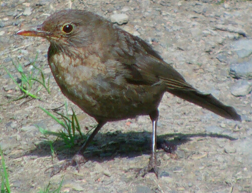 junge-amsel-beim-flugge-werden-11153.jpeg