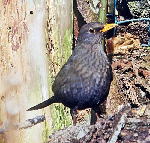 junge-amsel-turdus-merula-l-17-20598.jpeg