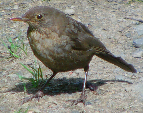 junge-amsel-turdus-merula-l-1758-13094.jpeg