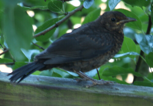 junge-amsel-turdus-merula-l-1758-17425.jpeg