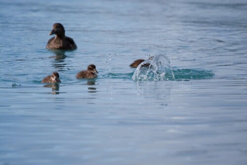 junge-enten-planschen-6809.jpeg