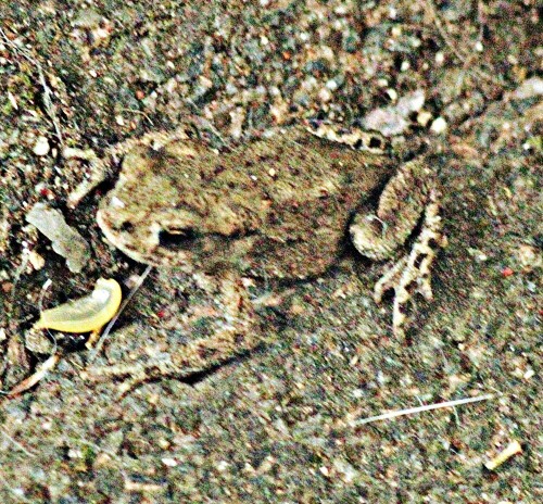 Eine junge Erdkröte unterwegs in Richtung eines Gartentümpels
https://de.wikipedia.org/wiki/Erdkr%C3%B6te

Aufnameort: Eiershausen Garten
Kamera: Canon EOS 1300D