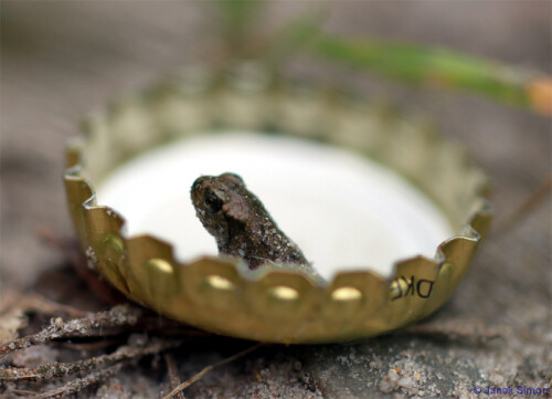 Seit wenigen Tagen hatten sich die Kaulquappen in kleine Erdkröten (Bufo bufo) umgewandelt und bevölkerten in Massen das Ufer des Sees. Wie viele es waren, konnte man nur an Uferabschnitten mit Sand und flachem Gras, wie der Badestelle des Sees, erkennen. Überall hüpften und krabbelten kleine dunkle Punkte. Leider wachsen an einer Badestelle nicht nur verschiedenste Pflanzen sondern liegen meist auch allerlei andere Dinge herum, die dort nicht hin gehören. Ich fand es trotzdem mein schönstes (witzigstes) Foto, das ich an dem Tag gemacht habe.

Aufnameort: Großer See bei Harnekop
Kamera: Canon EOS 500D