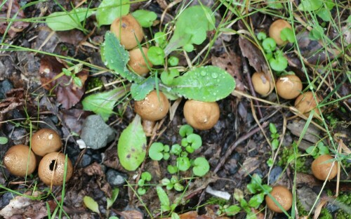 Ähnlich wie Kartoffelboviste können Flaschenstäublinge im Herbst gelegentlich auch an Rändern von Waldwegen gefunden werden.
https://de.wikipedia.org/wiki/Flaschen-Stäubling

Aufnameort: Eiershausen Waldrand
Kamera: Canon EOS 700D