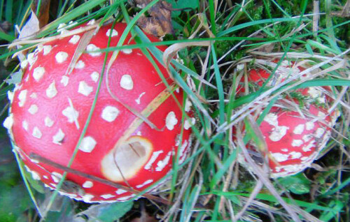 junge-fliegenpilze-amanita-mus-12907.jpeg