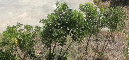 junge-olivenbaumchen-olea-europaea-l-15415.jpeg